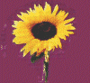 Click to find out about sunflowers